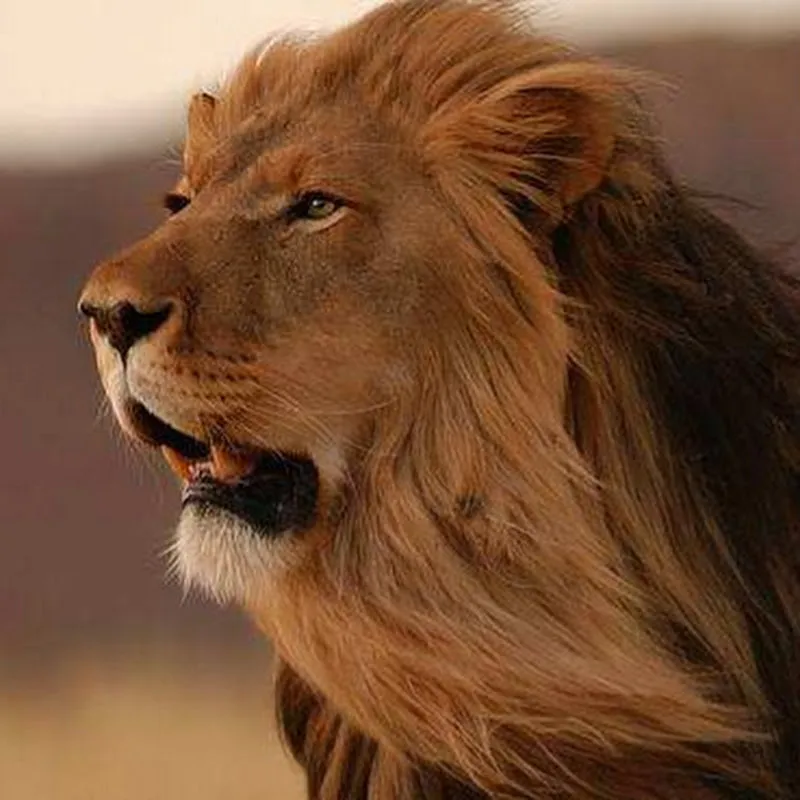 動物世界愛好者 animal world Lover